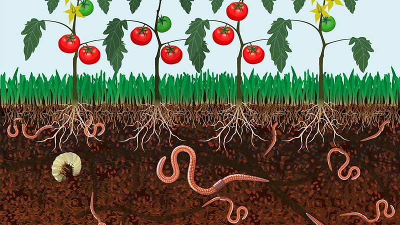 Read more about the article It’s not just bees: earthworms are also in danger. And they really deserve our attention.