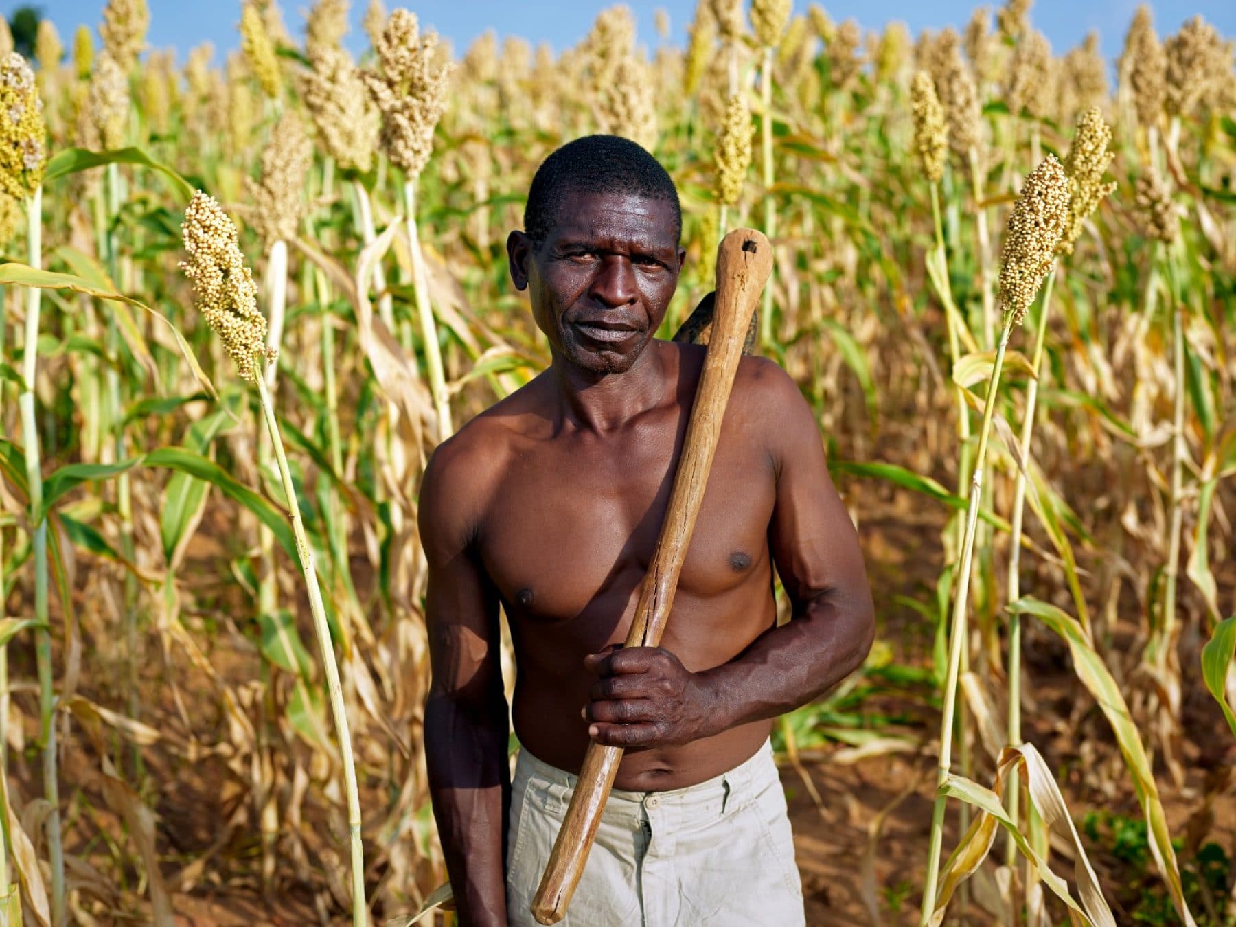 Read more about the article Zimbabwe: a growing number of farmers is reverting to indigenous seeds