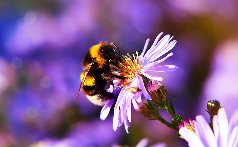 Read more about the article Bees pollinate more flowers in the city than in the countryside – and it’s not good news