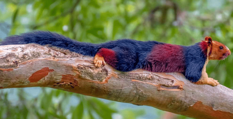 Read more about the article Nature never ceases to amaze us: the rainbow-coated Malabar giant squirrel (video)