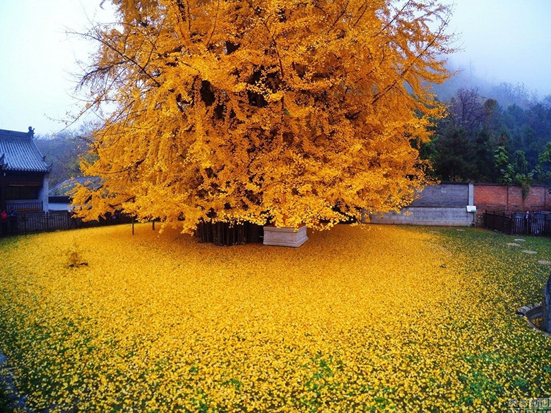 Read more about the article Every year, this 1,400-year-old Ginkgo tree covers a Buddhist temple in gold