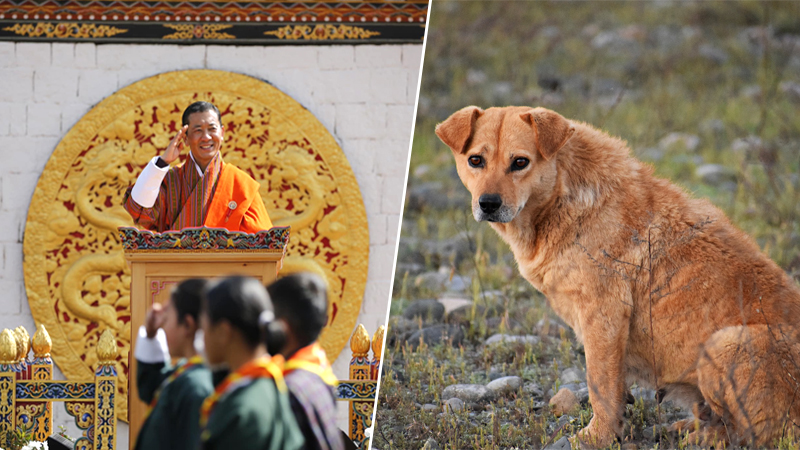Read more about the article King of Bhutan’s 40th Birthday: Instead of Bringing Gifts, Families are Asked to Adopt a Dog or Plant a Tree!