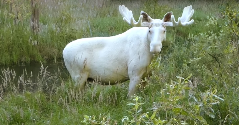 Read more about the article Simply Magical: Rare White Moose Caught on Camera
