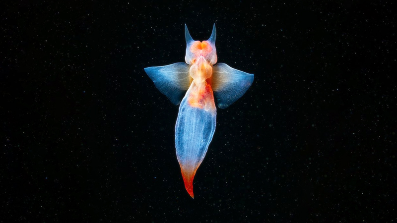 Read more about the article Marine Biologist Films Rare Bioluminescent “Sea Angels” (Video)