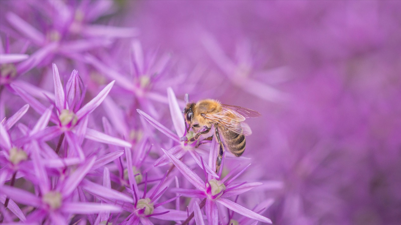 Read more about the article “Shimmering”: The Hypnotic Dance Used By Bees To Defend Against Preators (VIDEO)