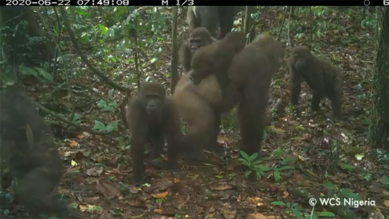 Read more about the article World’s Rarest Gorilla Species Spotted By Hidden Cameras As They Carry New Babies!