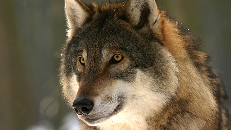Read more about the article Yellowstone Park Returns to its Former Glory Thanks to the Reintroduction Of Wolves