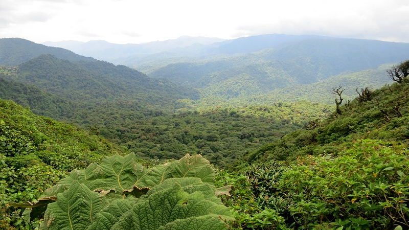 Read more about the article How Costa Rica Stopped And Reversed Deforestation – An Economic Model We Could All Learn From.